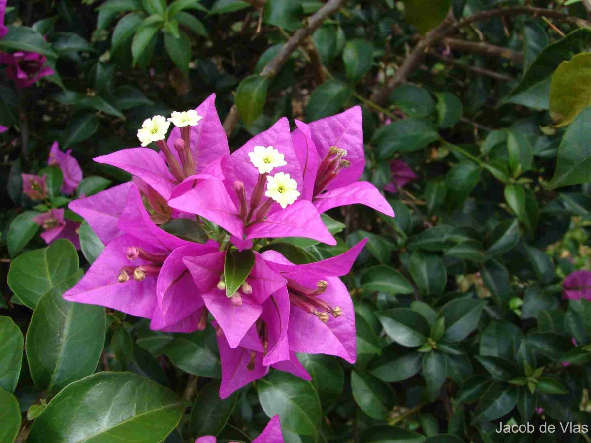 Bougainvillea spectabilis Willd.